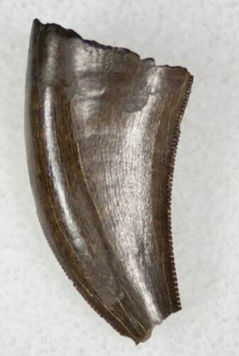 Bargain Tyrannosaur Tooth - Hell Creek Formation #13114